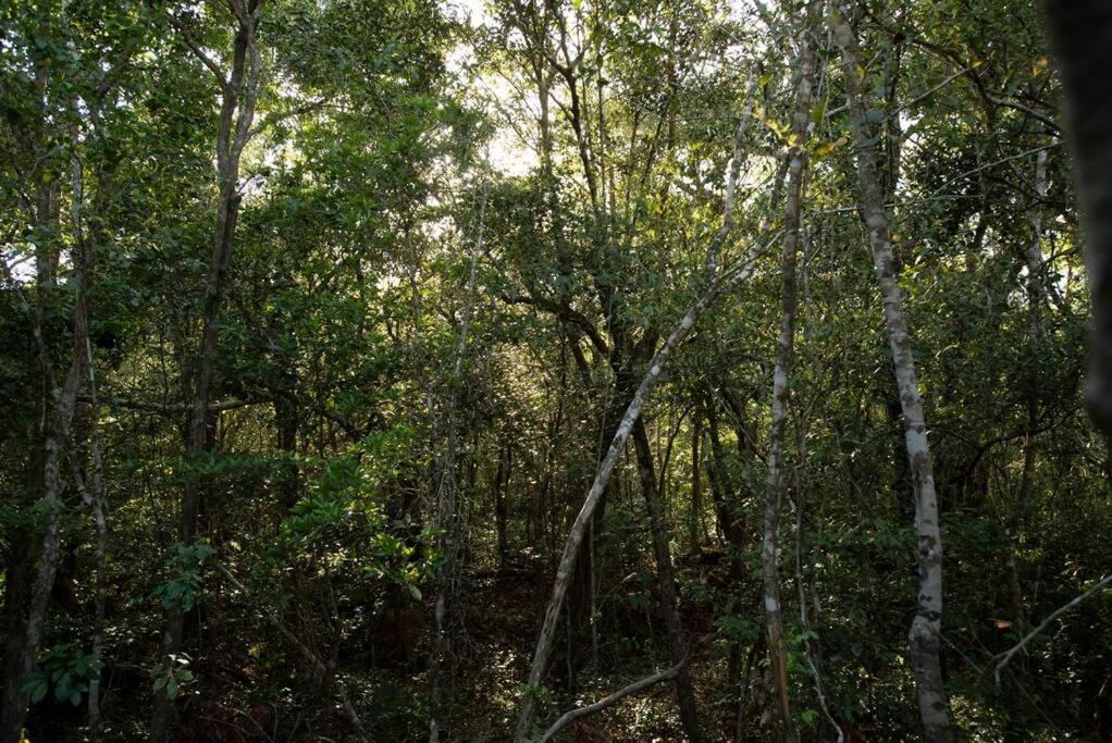 Ojo De Arbol, Boutique Cabin In The Real Jungle ตูลุม ภายนอก รูปภาพ