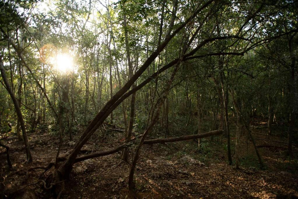 Ojo De Arbol, Boutique Cabin In The Real Jungle ตูลุม ภายนอก รูปภาพ